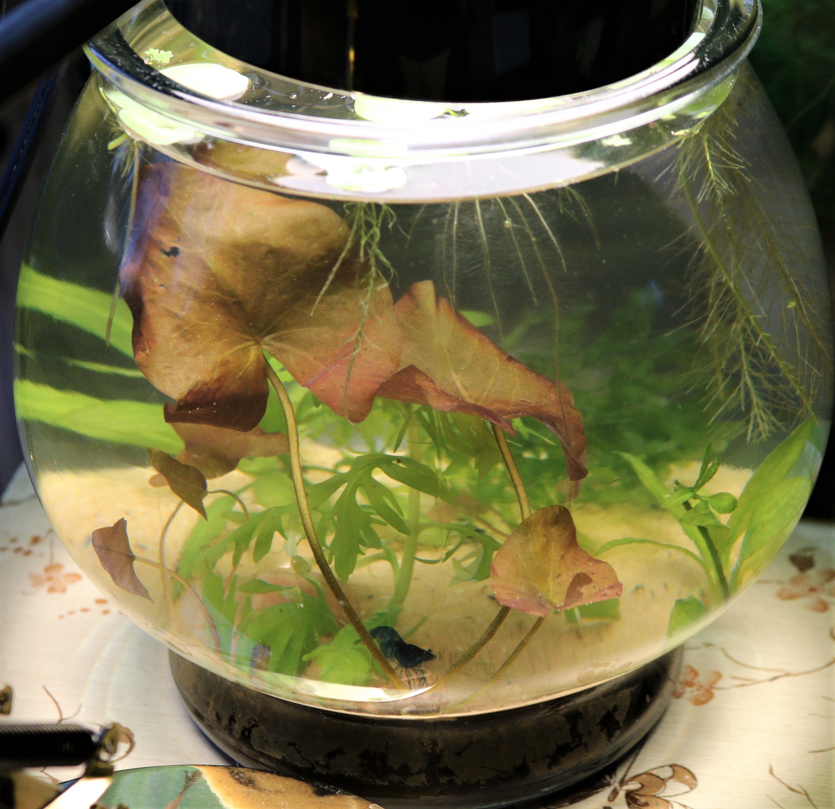 2023 Shrimp Bowls – Diana Walstad's Books and Articles
