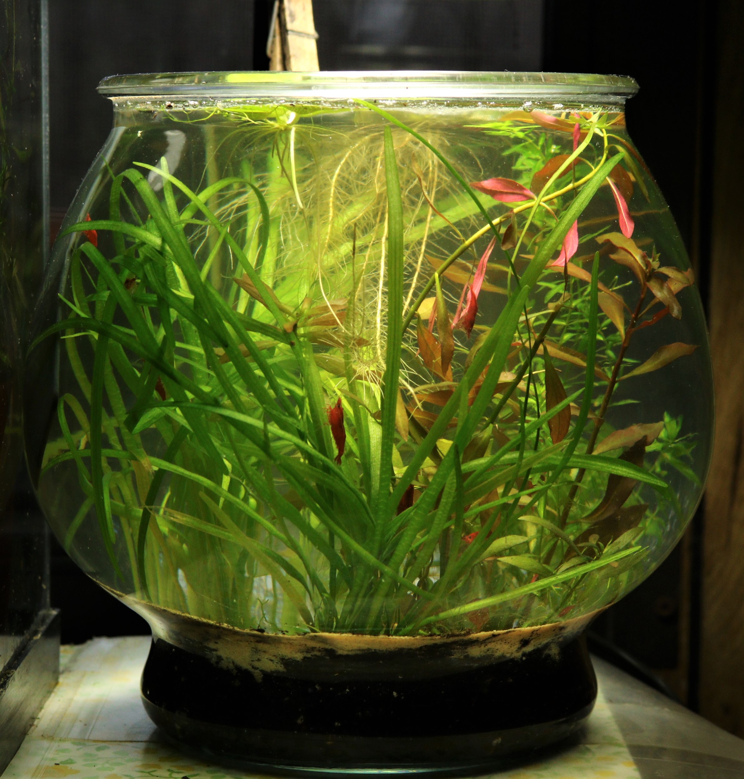 2023 Shrimp Bowls – Diana Walstad's Books and Articles